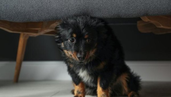 配亿多 狗主人请注意：这5种“爱情表达”可能正在给爱犬制造压力！