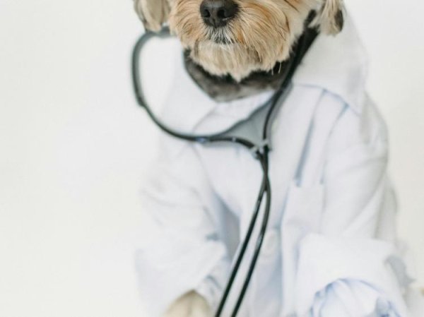 天成配资 宠物急诊高发隐患多，这样养宠选医院人宠健康不愁！